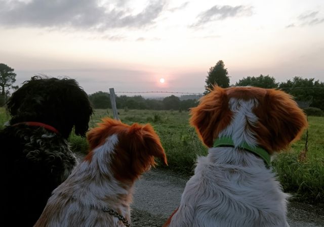 1   Pensée des chiens de mon pays   Rémy Scrignac (Large)