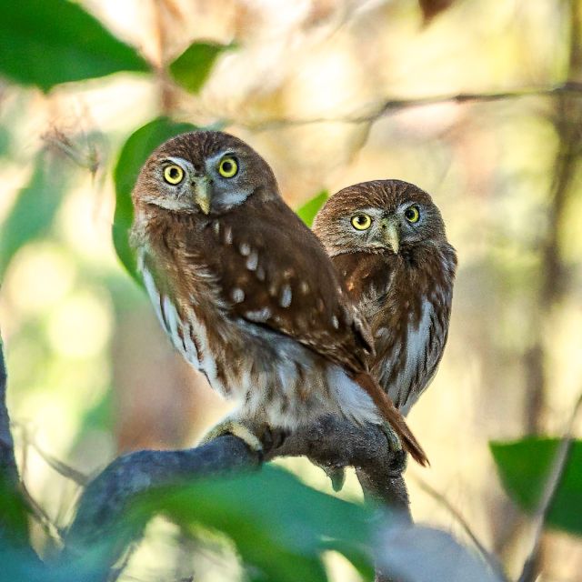 Karen Cooper Pygmy Owls   Mexico 1 (Large)