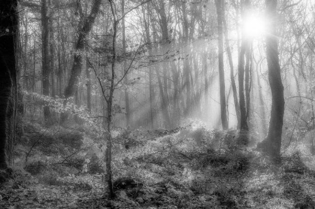 N°3   Lever du jour en forêt de Loudéac   Annie Berthelot