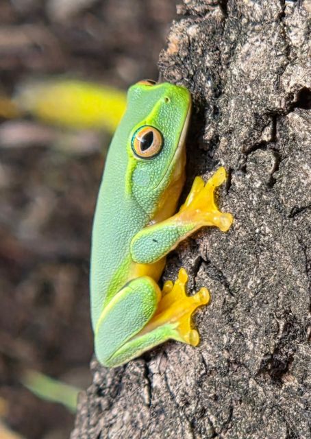 Terry Pover Australian Tree Frog 1 (Large)